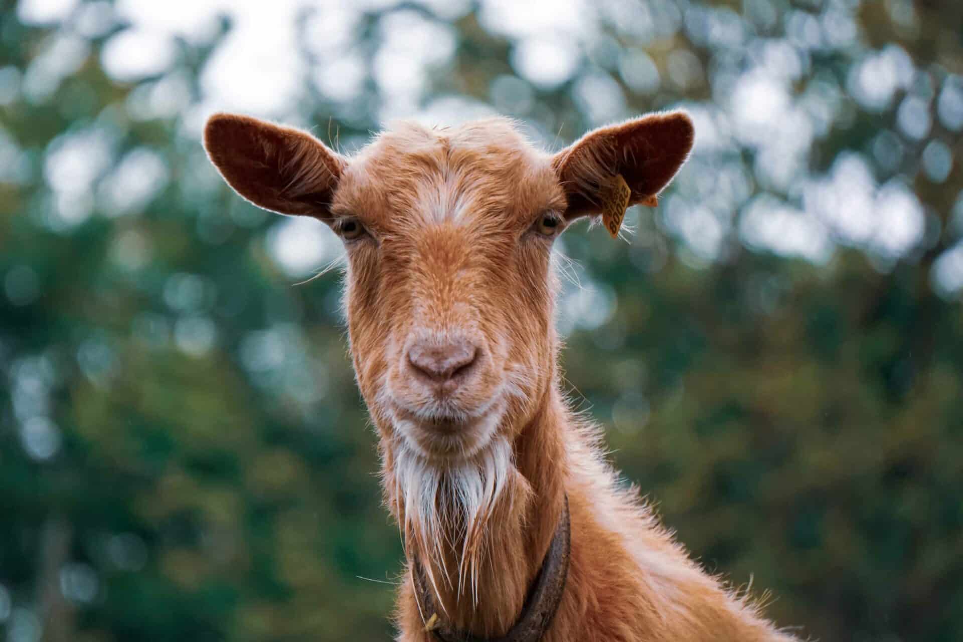 Farm Animal Services