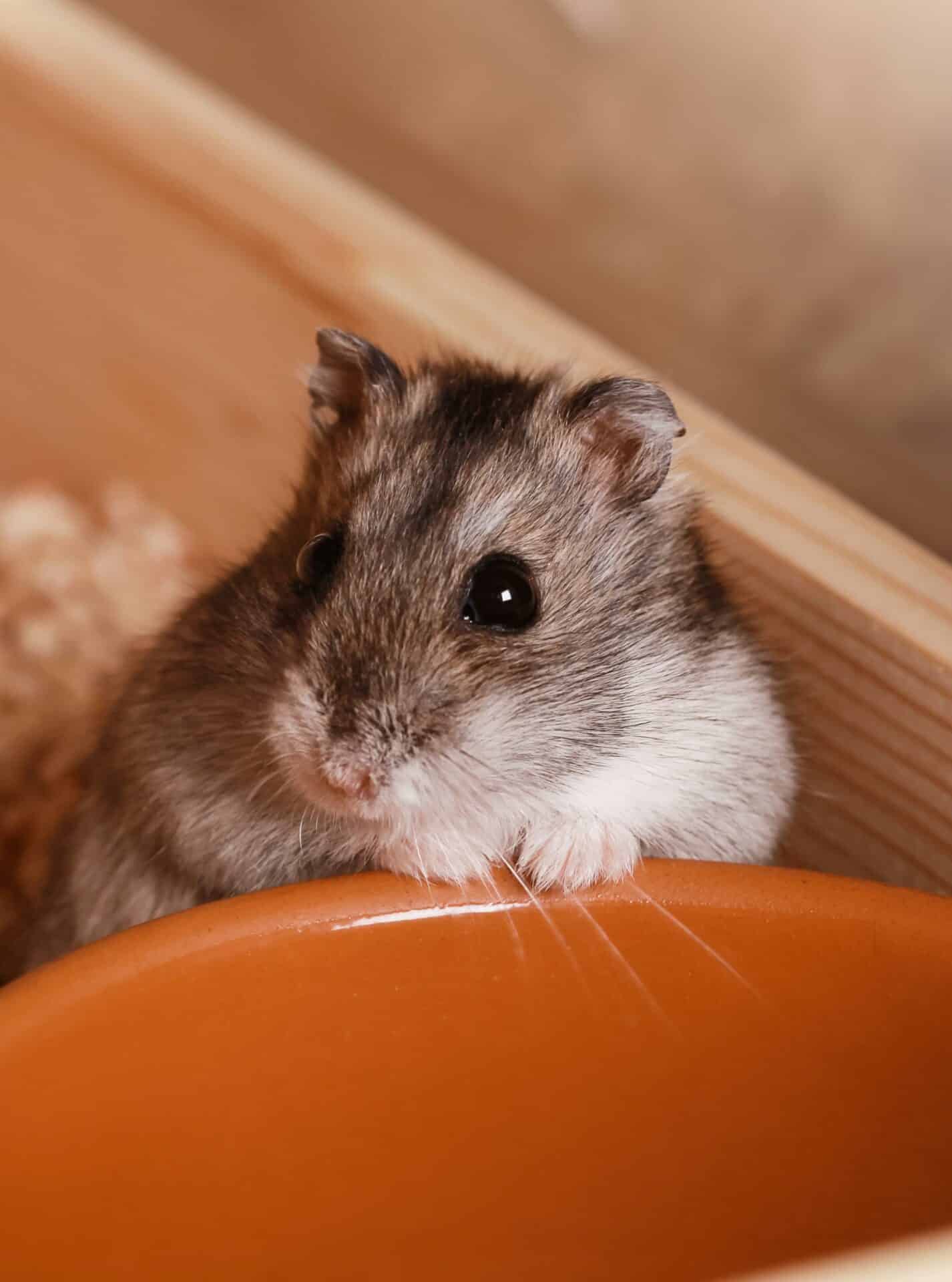 Pocket Pets/Exotic Species