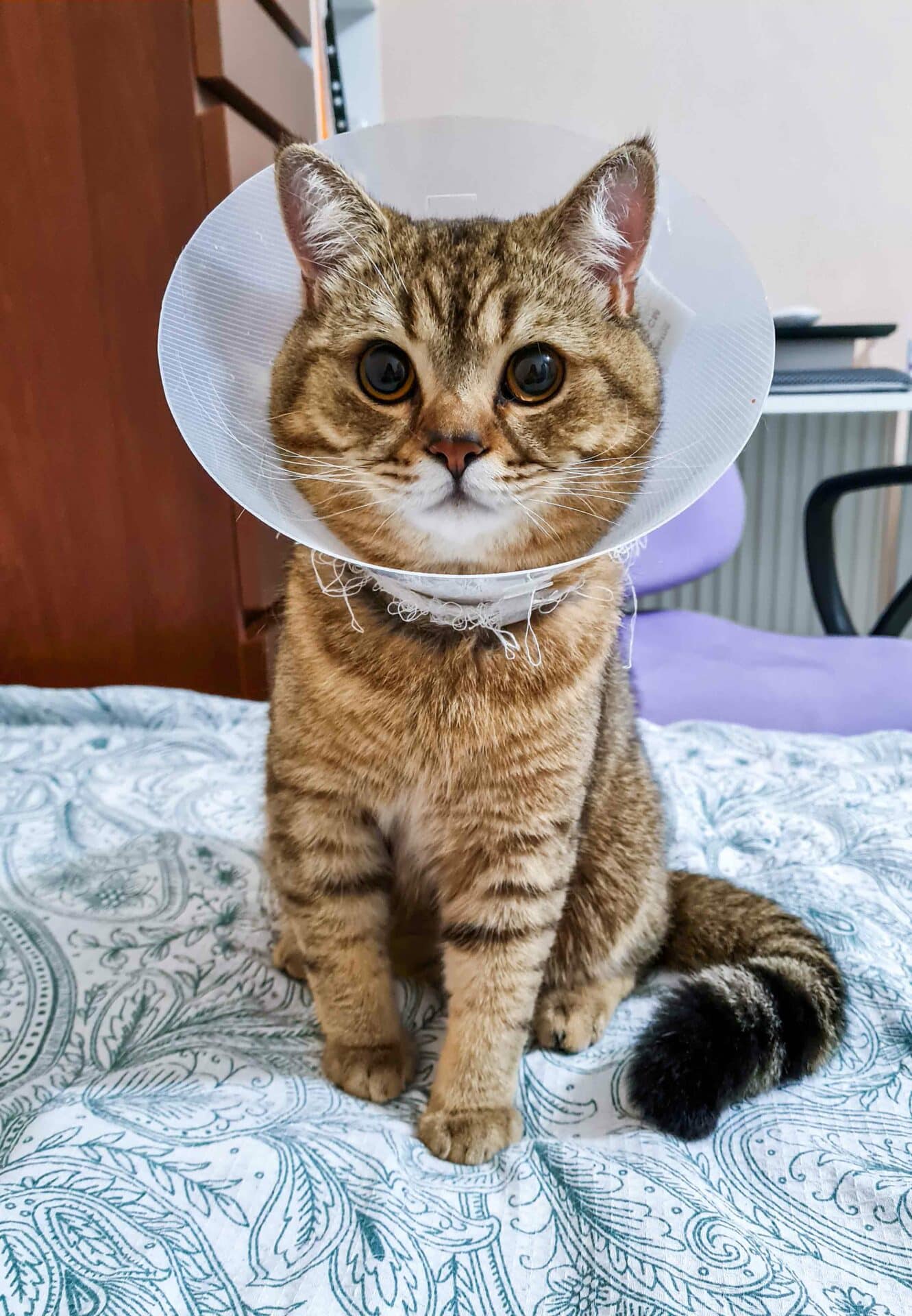 Surgery