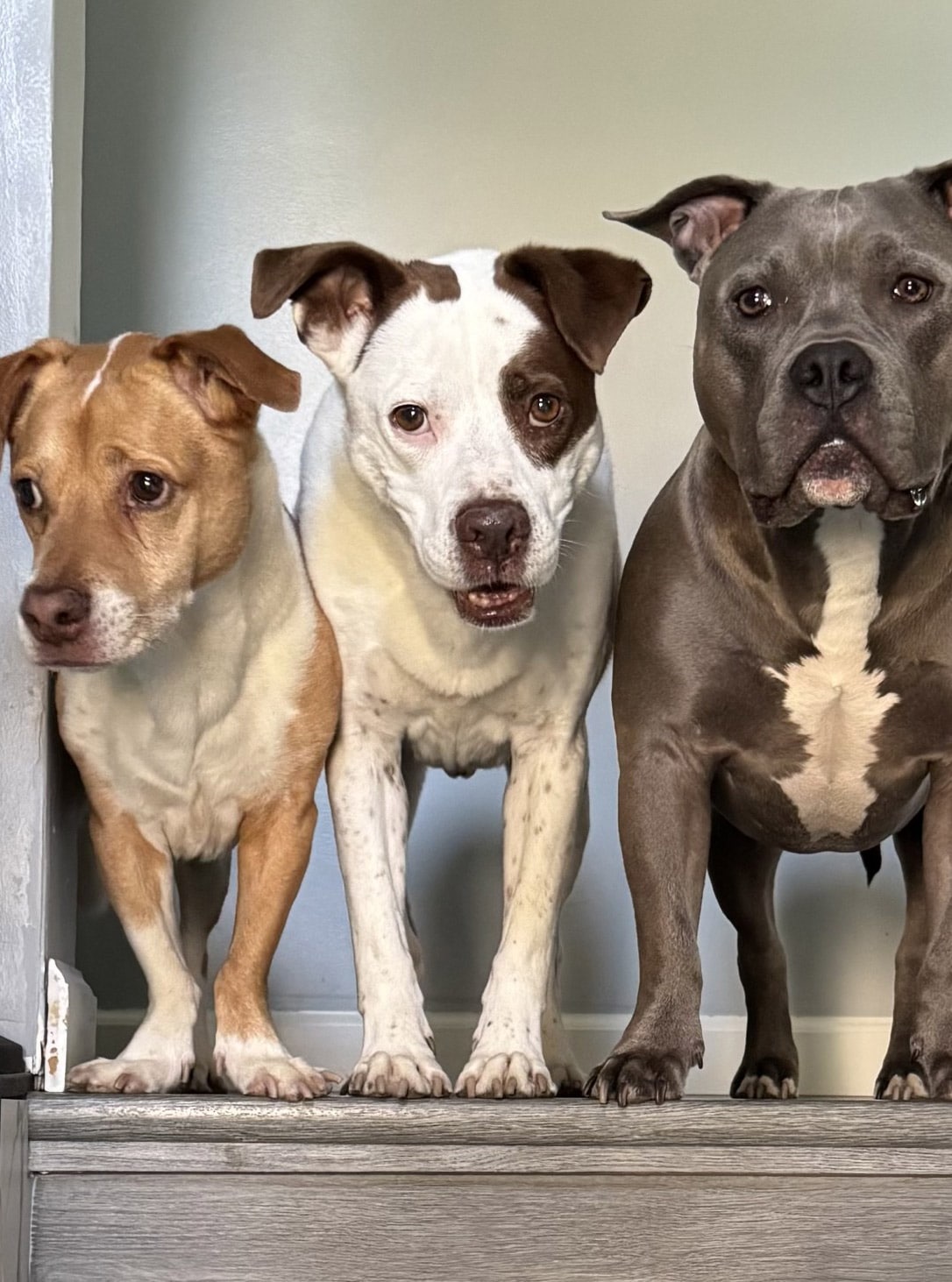 The Hometown Vet Services Photo